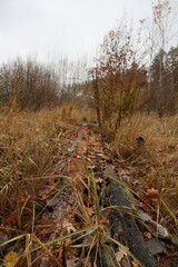 Obraz premium Fallen tree trunk covered with dry leaves and grass in autumn forest