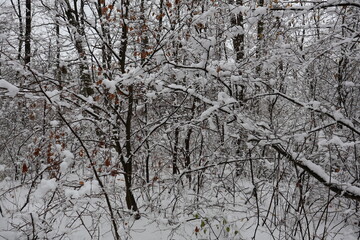 Snow covering branches and trees in winter forest