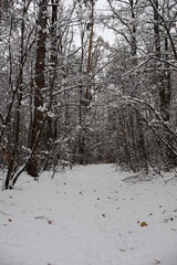 Fototapeta premium Snowy path entering a mysterious winter forest after snowfall