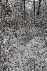 Snow covering branches and trees in winter forest