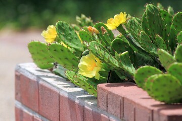 Yellow Prickly pear flowers in the garden in spring
