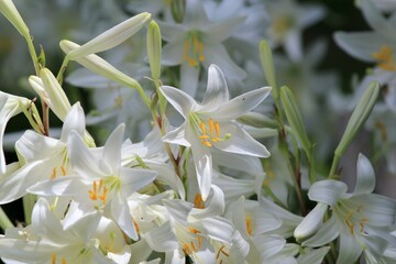 White Lilium candidum flowers on a flower bed in the garden