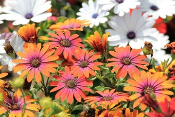 Multicolored Osteospermum flowers on a flower bed in the garden
