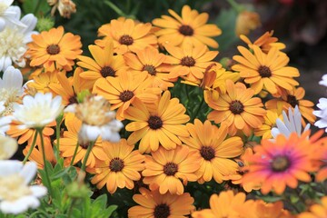 Multicolored Osteospermum flowers on a flower bed in the garden
