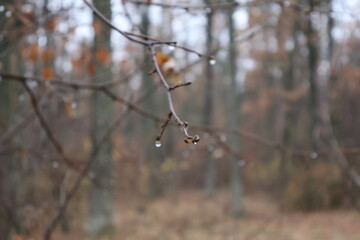 Raindrops hanging from a bare branch in the autumn forest