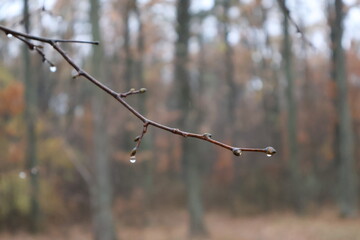 Raindrops hanging from a bare branch in the forest during autumn