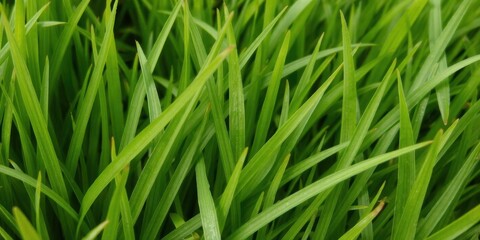 Close-up of lush green grass with gentle blades, close-up, foliage