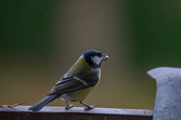 Eurasian Great Tit with Seed in its beak