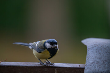bird perched on a railing