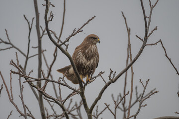 Common Buzzard Perched on Bare Branch