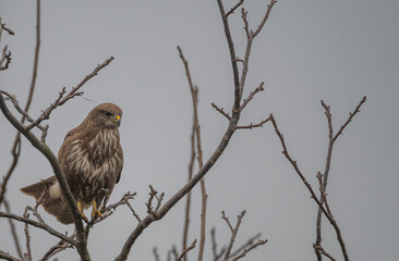 Common Buzzard Perched on Bare Branch