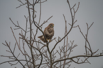 Common Buzzard Perched on Bare Branch