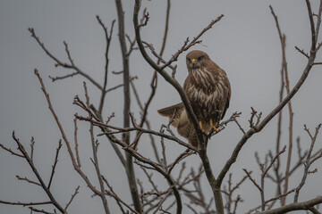 Common Buzzard Perched on Bare Branch