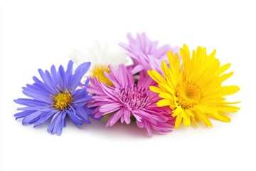 Vivid aster blossom on white backdrop