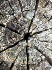 Rings of an old tree that has been cut