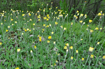 Fototapeta premium Pilosella officinarum, Hieracium pilosella grows in the wildo