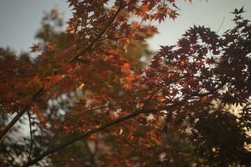 Japanese maple
Maple tree
紅葉
もみじ