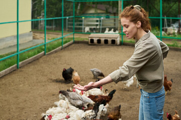 Young female farmer feeding free range chickens while standing in the yard or enclosure of modern livestock farm