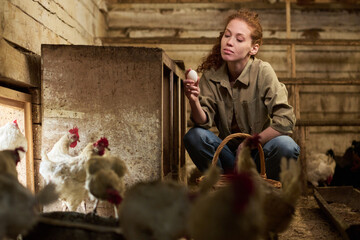 Young farmer looking at fresh egg in her hand while sitting on squats among free range hens in...