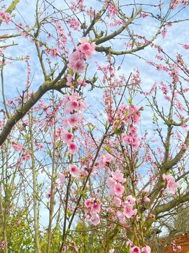 pink cherry blossom