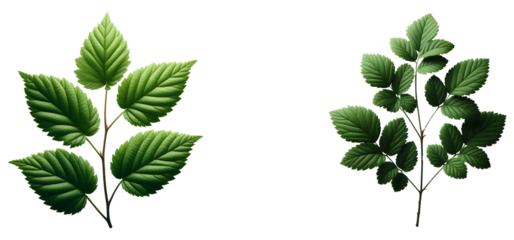  image features a plant characterized by its leaves isolated on transparent and white background