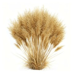 Obraz premium Ornamental grass with long stems and feathery plumes growing on a white background