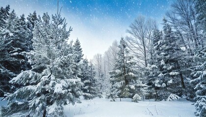 Fototapeta premium Winter landscape - frosty trees in winter forest in cold weather. Tranquil winter forest nature under snowfall