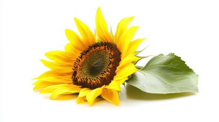 Obraz premium sunflower, isolated on white background, full depth of field