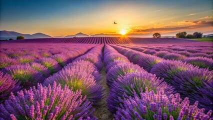 Obraz premium Breathtaking Lavender Fields Near Valensole, Provence, France Showcasing Vibrant Purple Blooms Under a Clear Blue Sky in Full Summer Splendor