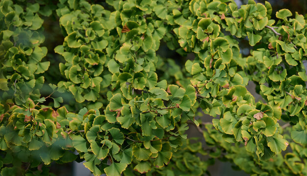 A tree with green leaves on an autumn day. Ginkgo bilobed