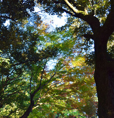 紅葉の近い木々の画像