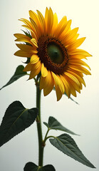 Naklejka premium sunflower on white background