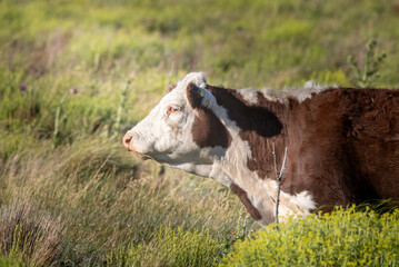 Vaca