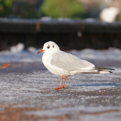 Lone seagull standing on ice