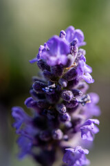 bee on lavender
