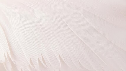 Obraz premium Soft and delicate feather textured background, perfect for adding a touch of elegance to any design, texture, feathers