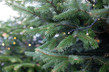 Close up background image of Christmas tree decorated with lights outdoors with fir branches framing shot, copy space