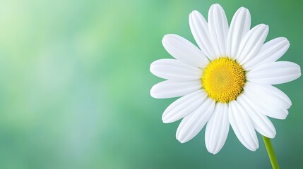 Obraz premium A stunning closeup of a pure white daisy, capturing its delicate petals against a blurred backdrop.