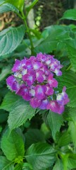 Purple hydrangea
