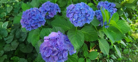 Blue hydrangea