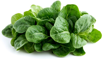 Fototapeta premium Vibrant green pak-choi placed on a clean white background highlights its freshness and quality