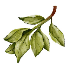 Fototapeta premium Green sprig of leaves watercolor illustration