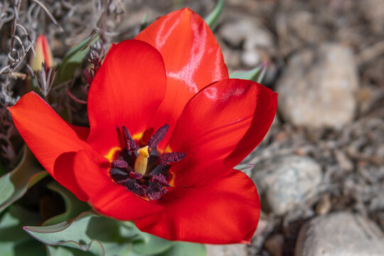 Big Red Non-hybridized Native Species Tulip in Rocky Garden