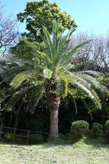 Fototapeta premium Palm tree.Arecaceae tropical plants.A plant used for multiple purposes, including food, medicine, roadside trees, and ornamental purposes.