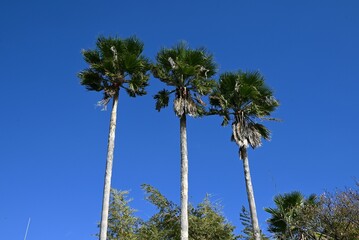 Naklejka premium Palm tree.Arecaceae tropical plants.A plant used for multiple purposes, including food, medicine, roadside trees, and ornamental purposes.