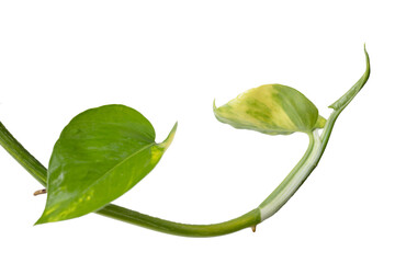 Obraz premium Young golden pothos leaf with water drops isolated on transparent background (PNG File)