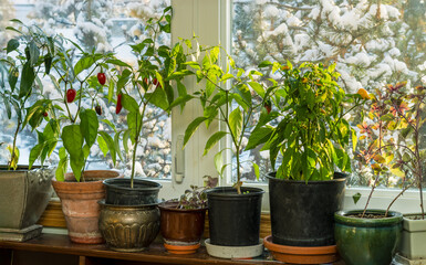 Pepper and basilic plant transfered from outdoor garden