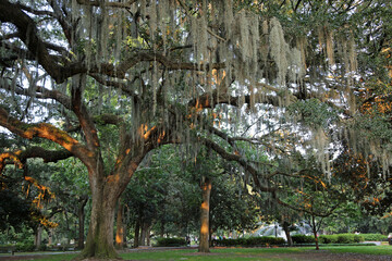 Spanish moss draped oak - Savannah, Georgia