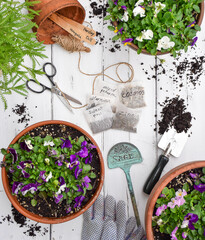 Top down view of spring violets and gardening flower seeds and tools flatlay