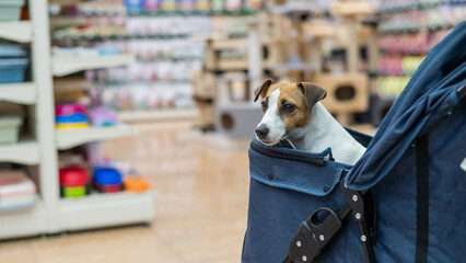 Jack Russell Terrier dog in a stroller in a pet store. 
